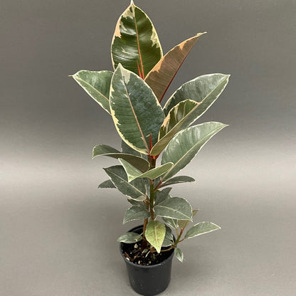 Rubber Plant Ficus Tineke 4" Pot