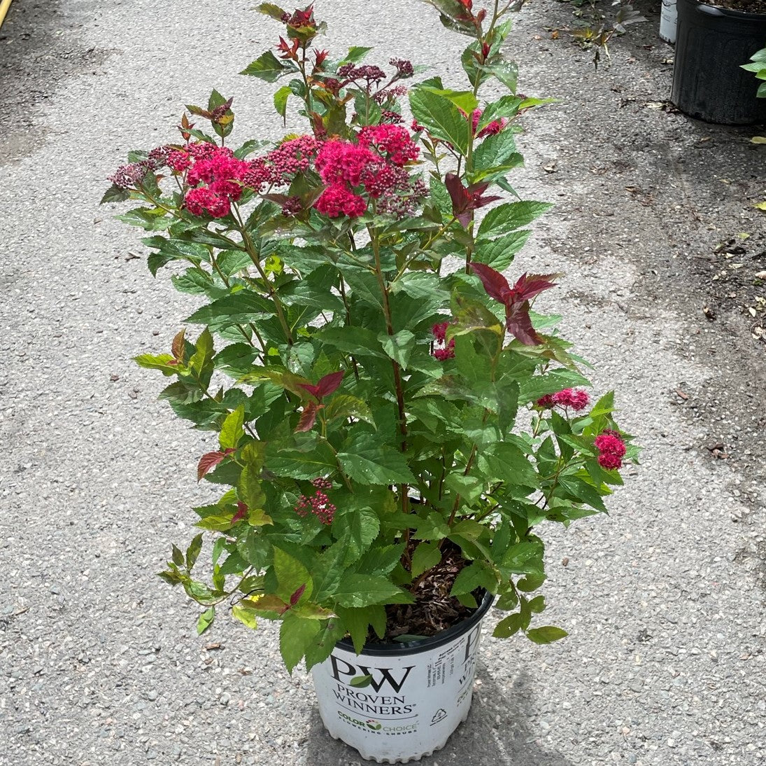 Spirea 'Double Play Doozie®'