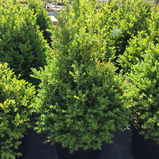 Boxwood 'Green Mountain'