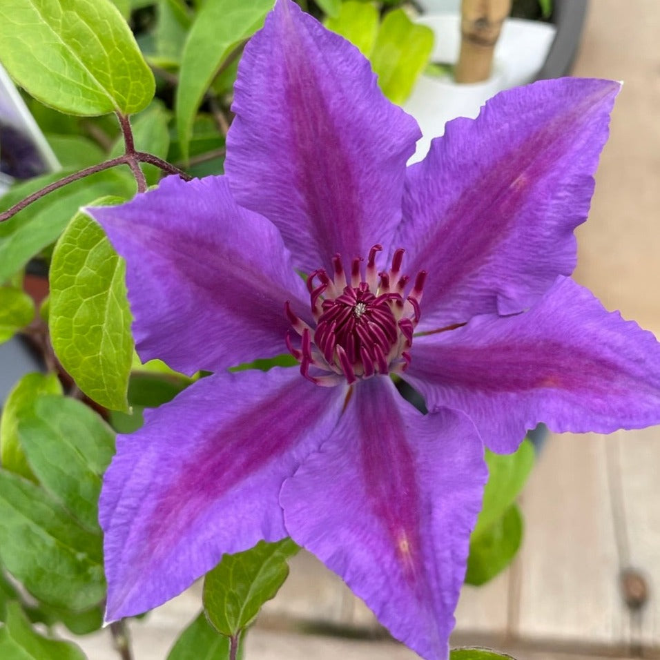Clematis 'Boulevard®' Series
