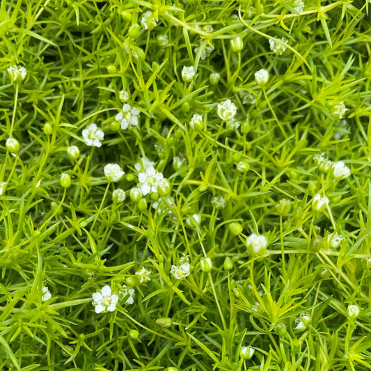 Scotch Moss 'Aurea'