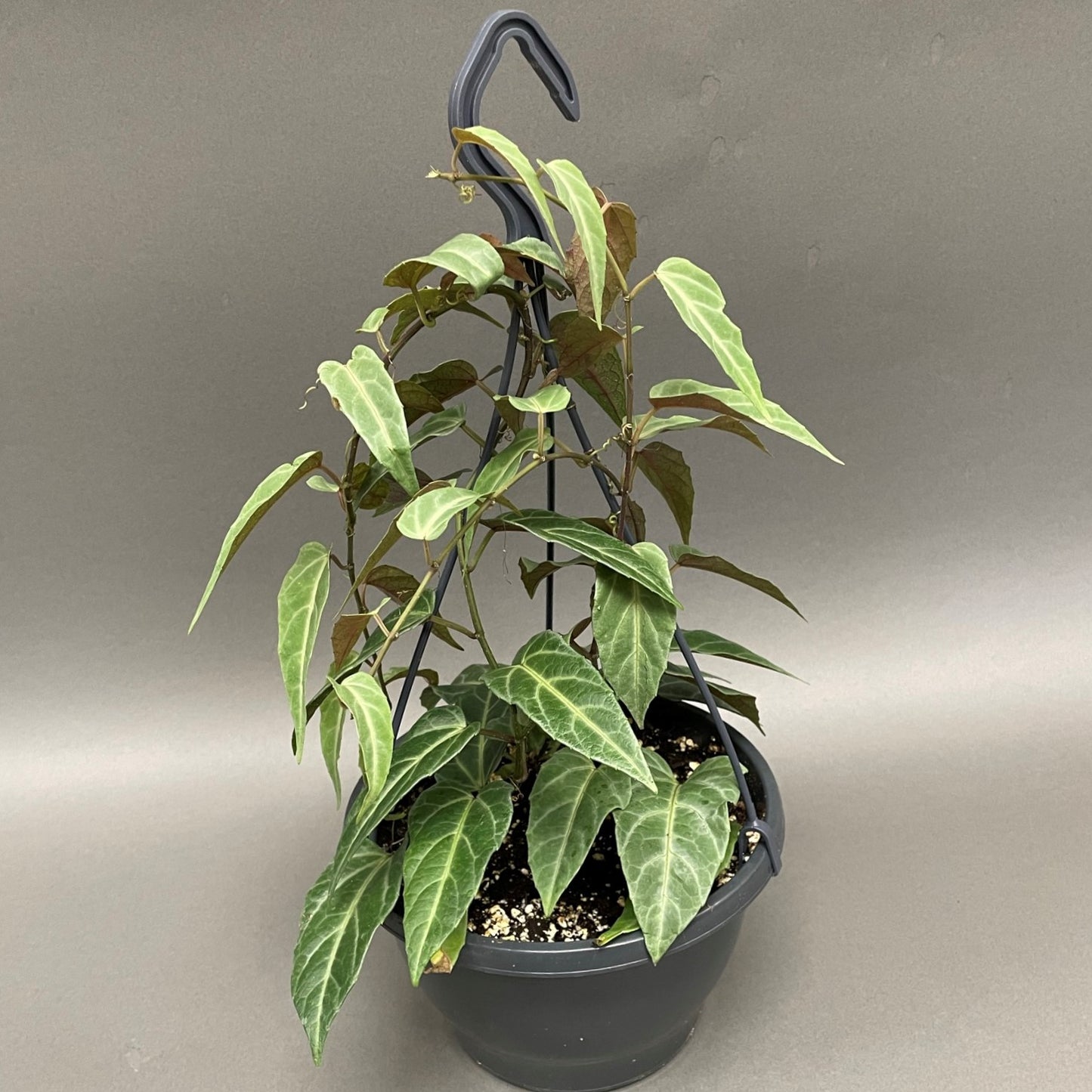 Amazon Jungle Vine