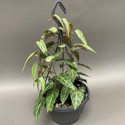 Amazon Jungle Vine