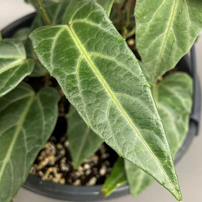 Amazon Jungle Vine