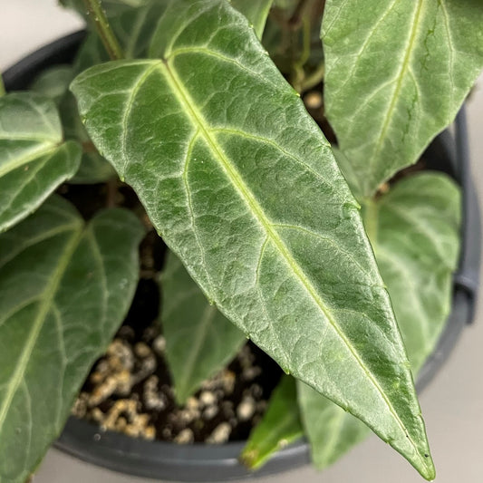 Amazon Jungle Vine