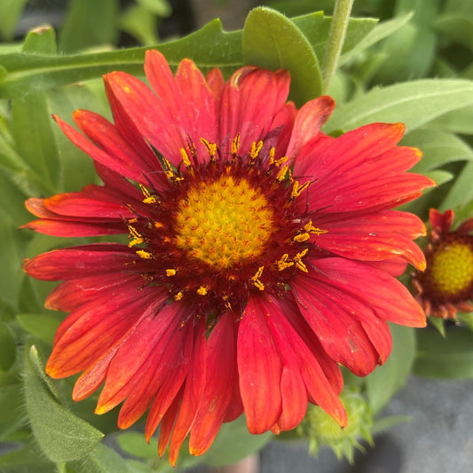 Blanket Flower 'Arizona'