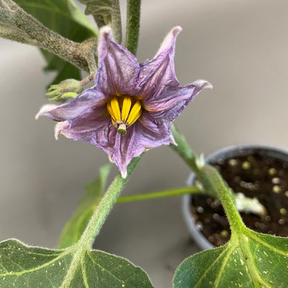 Eggplant 'Classic'