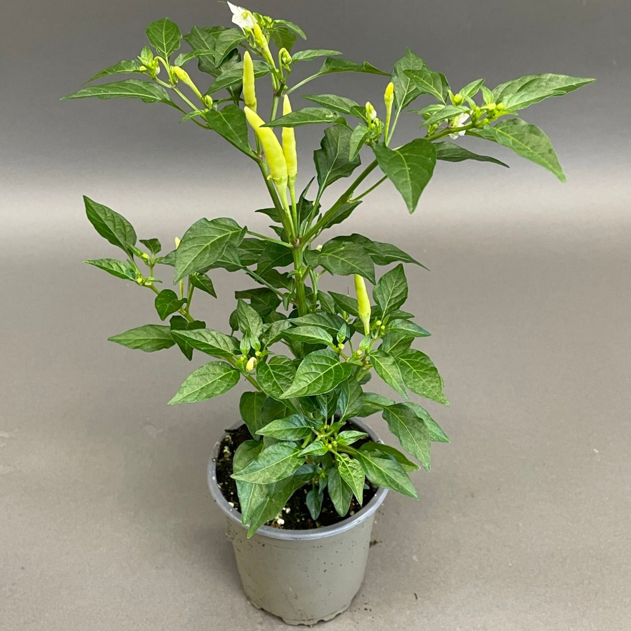 Pepper Hot 'Basket of Fire'