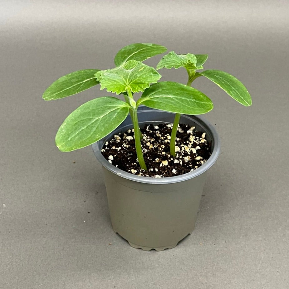 Cucumber 'Gherkin'