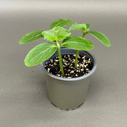 Cucumber 'Gherkin'