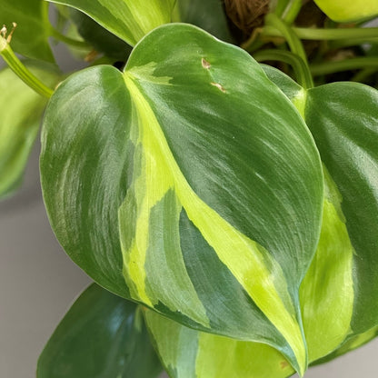 Philodendron 'Brazil'