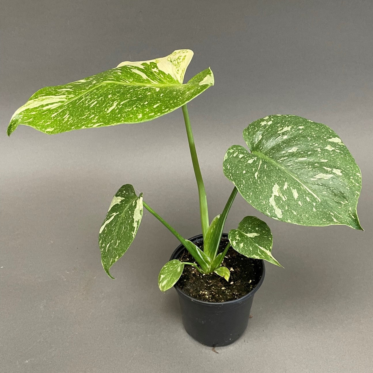 Monstera 'Thai Constellation'