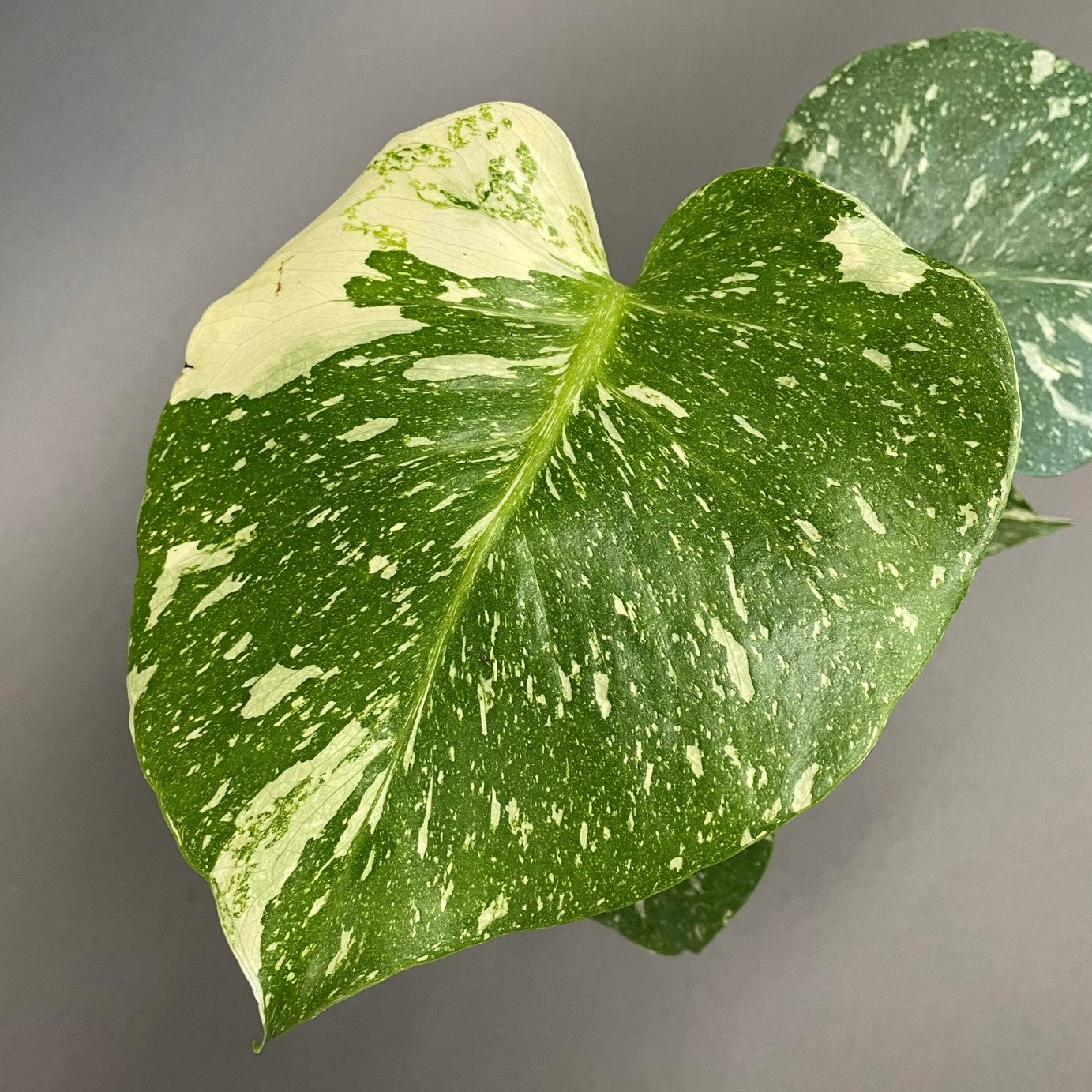 Monstera 'Thai Constellation'