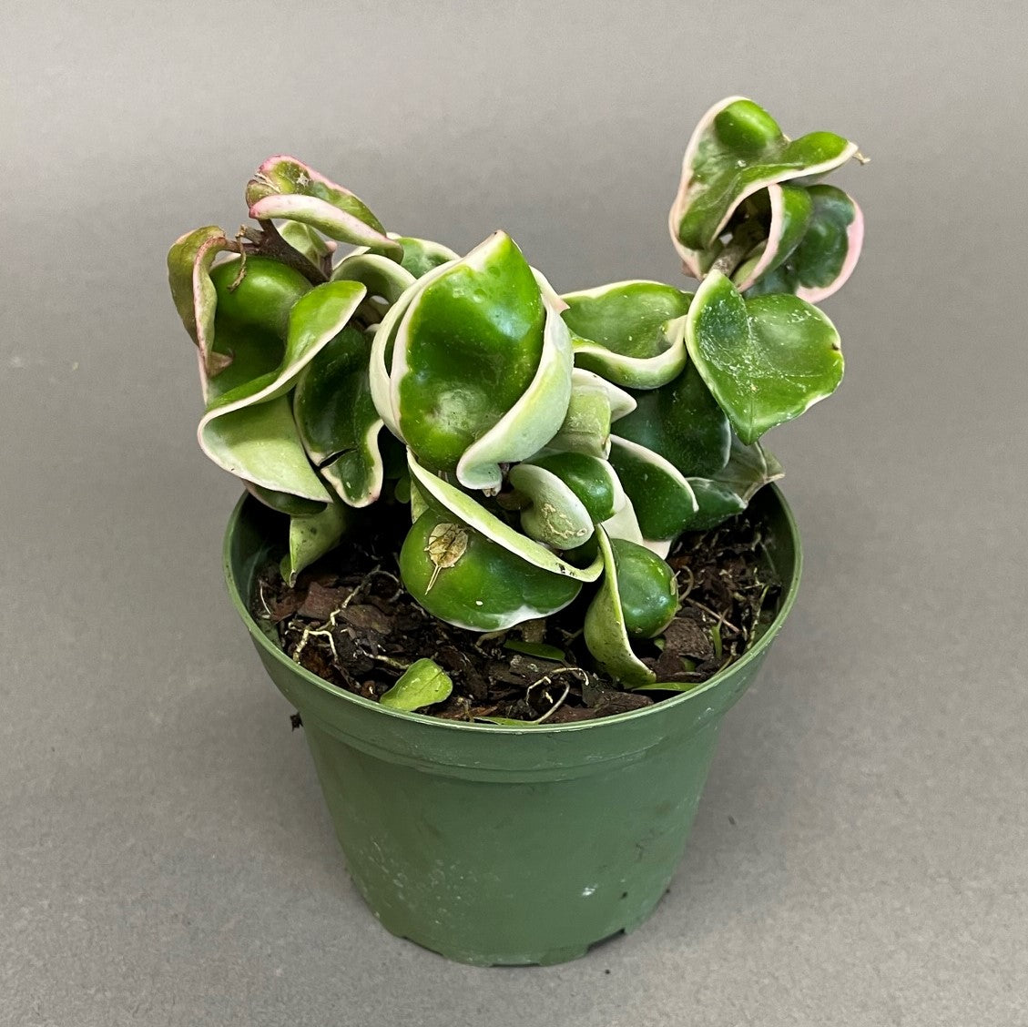 Hindu Rope Plant