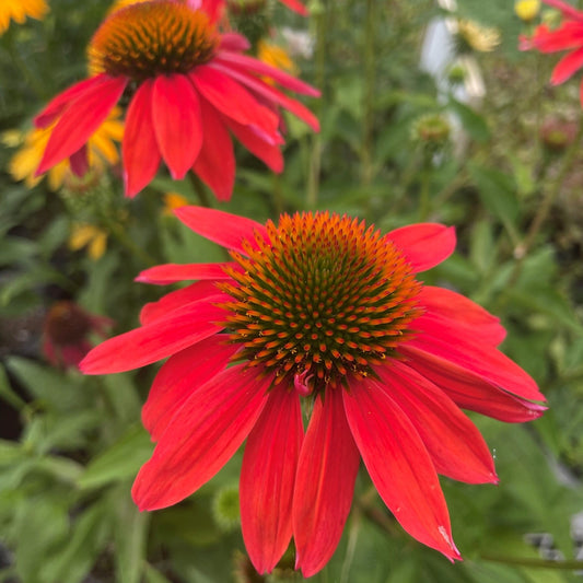 Coneflower