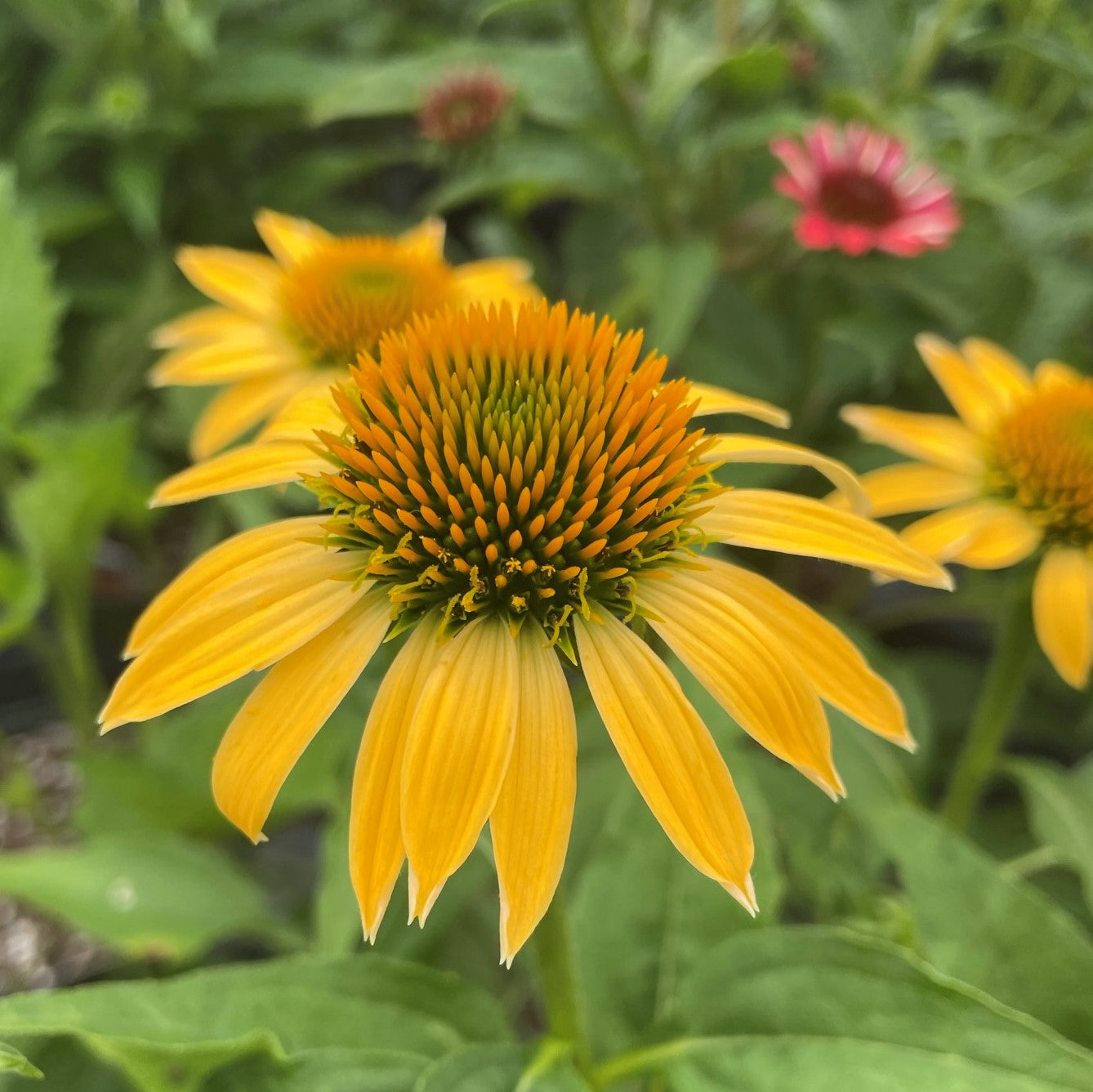 Coneflower