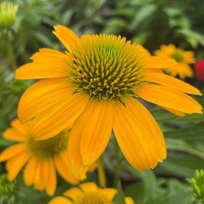 Coneflower