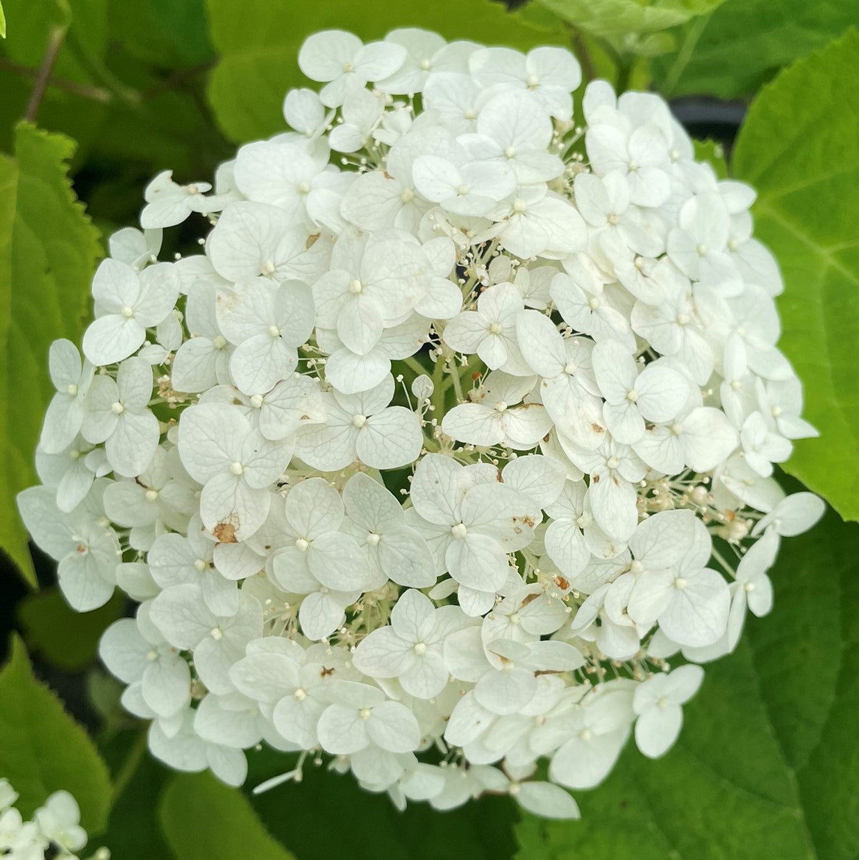 Hydrangea 'Incrediball'