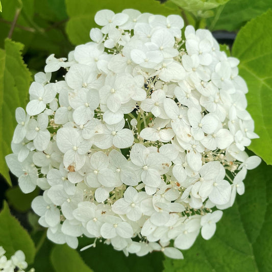 Hydrangea 'Incrediball'