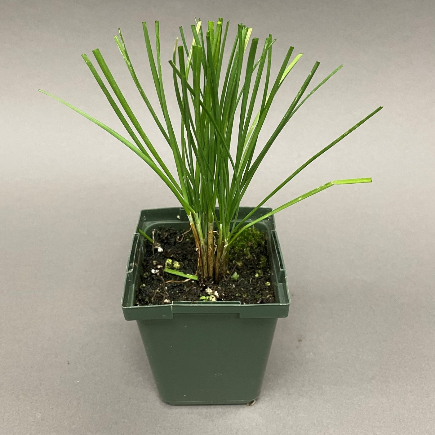 Chives 'Garlic'