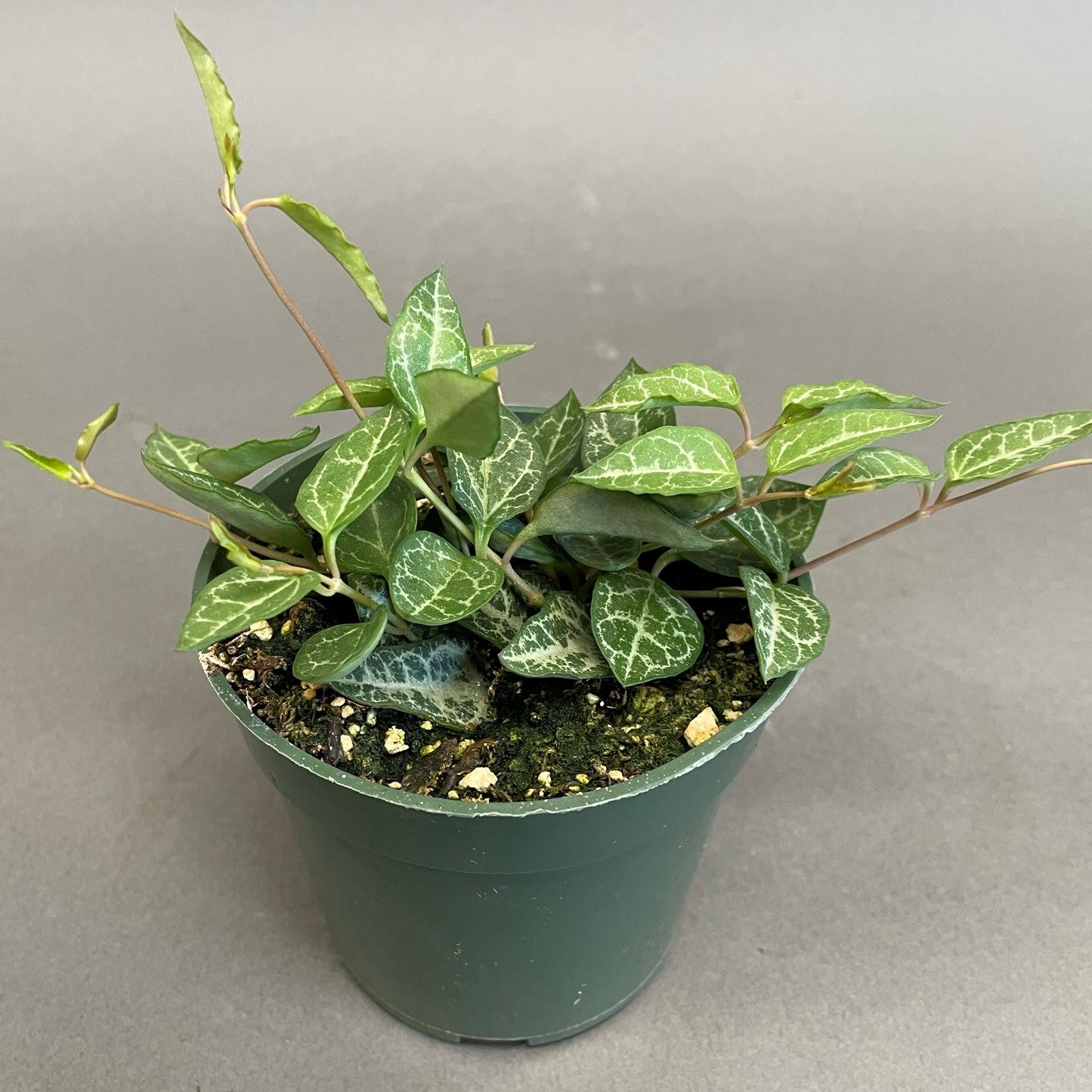 String of Arrows 4" Pot