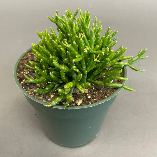 Rhipsalis baccifera 4" Pot