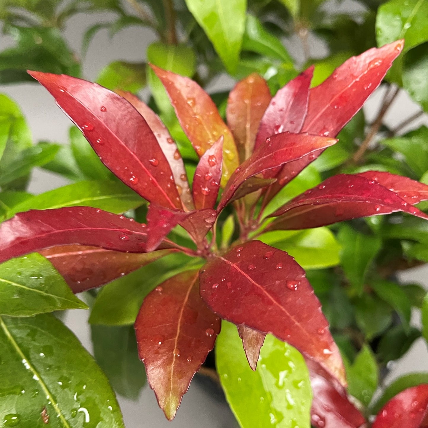 Pieris Katsura 1gal