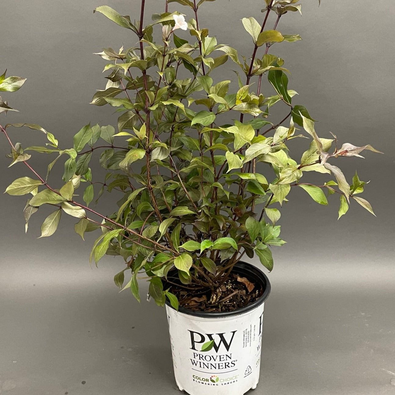Weigela 'Wine & Spirits®'