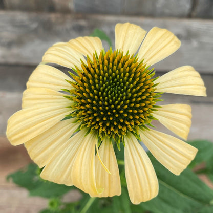Coneflower
