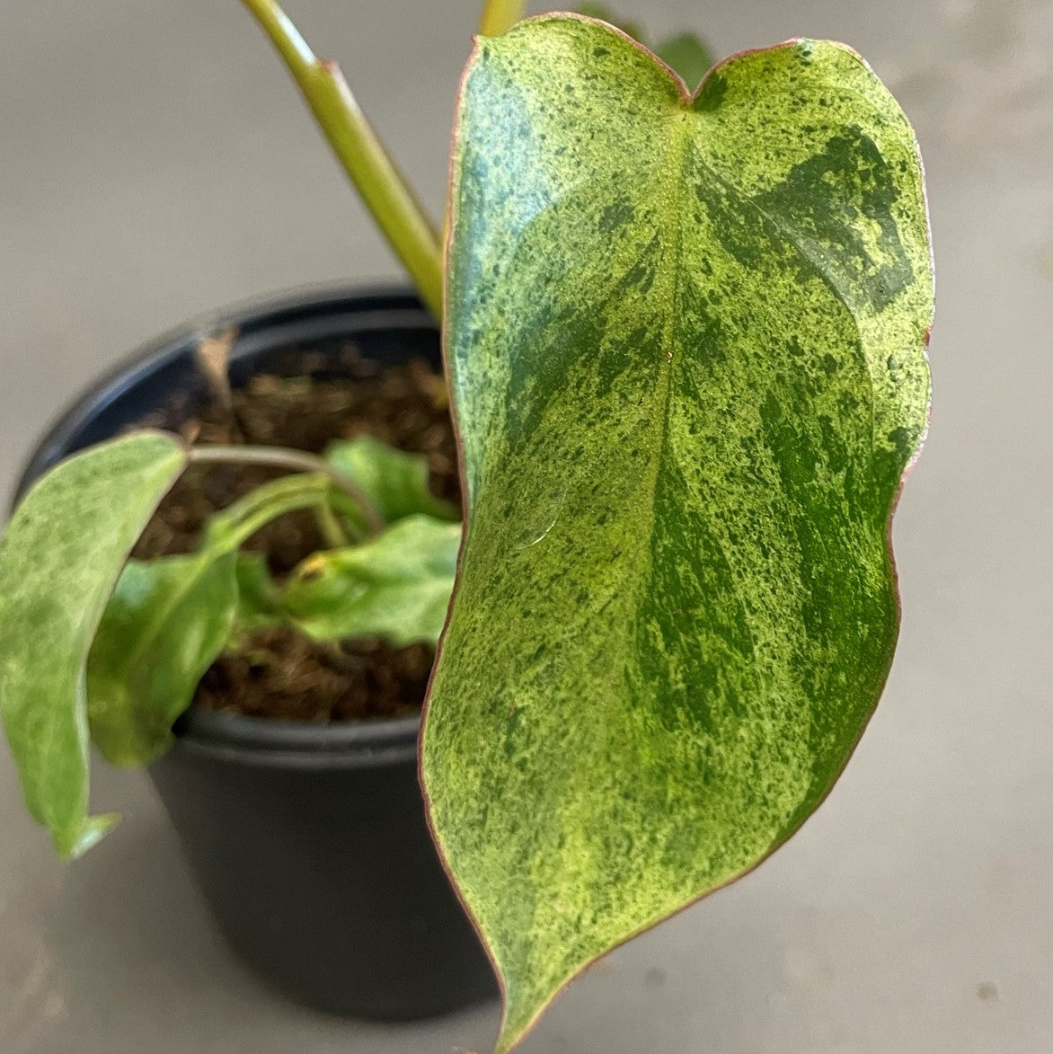 Philodendron 'Paraiso Verde'