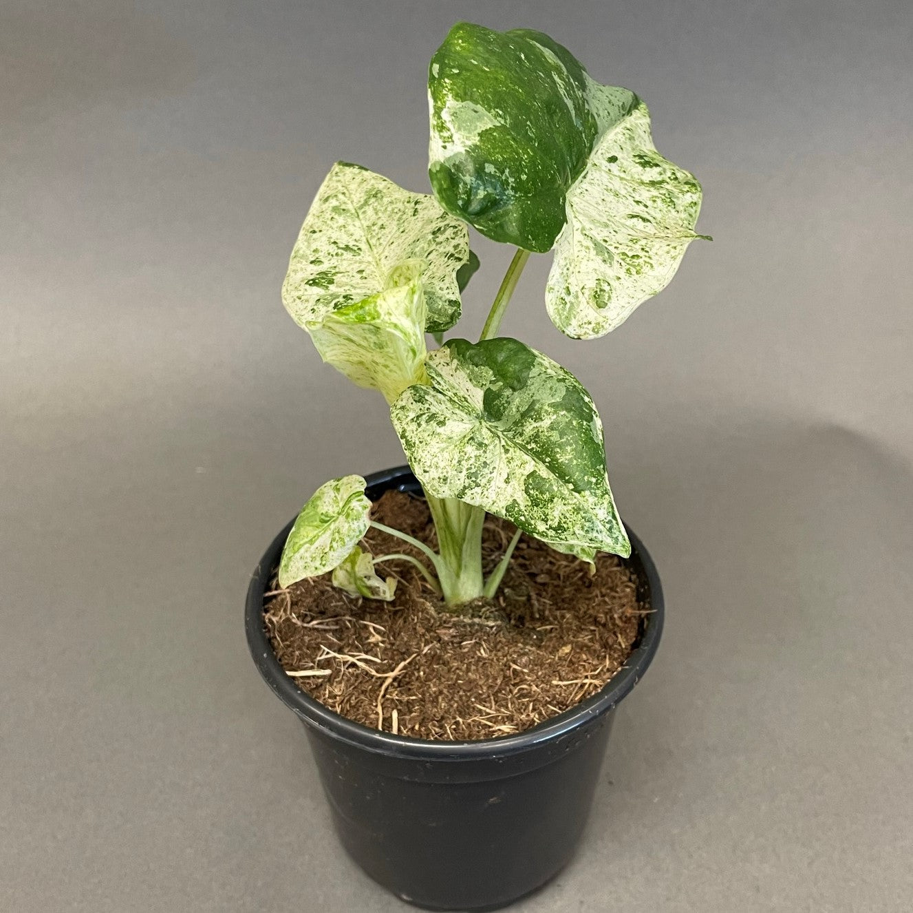 Alocasia Macrorrhiza