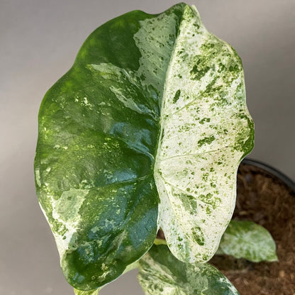 Alocasia Macrorrhiza