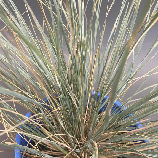 Grass 'Blue Oat'