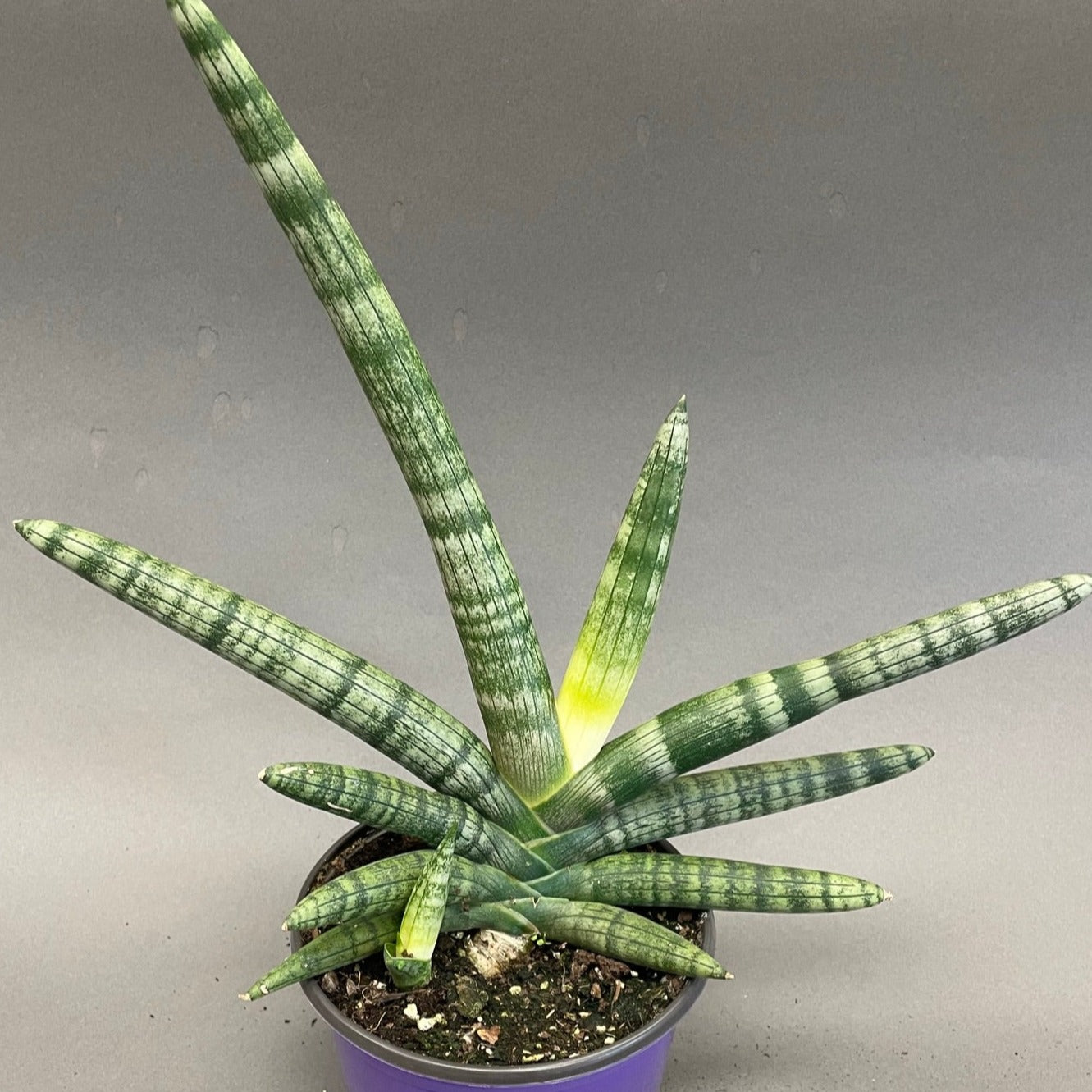 Snake Plant 'Boncel'