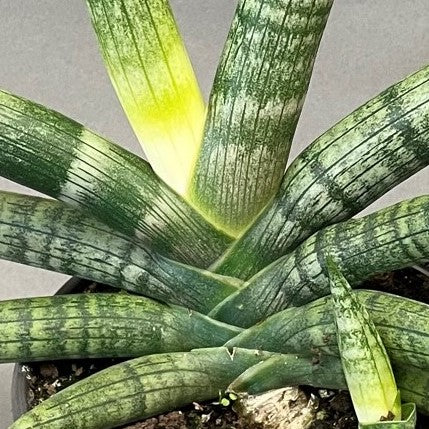 Snake Plant 'Boncel'