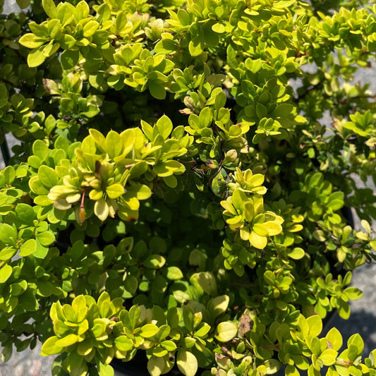 Barberry 'Sunsation' Japanese