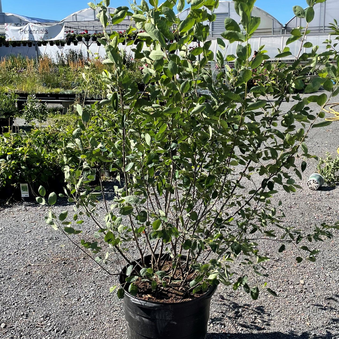 Serviceberry 'Autumn Brilliance'