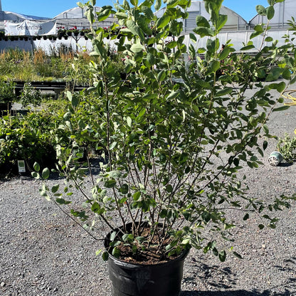 Serviceberry 'Autumn Brilliance'