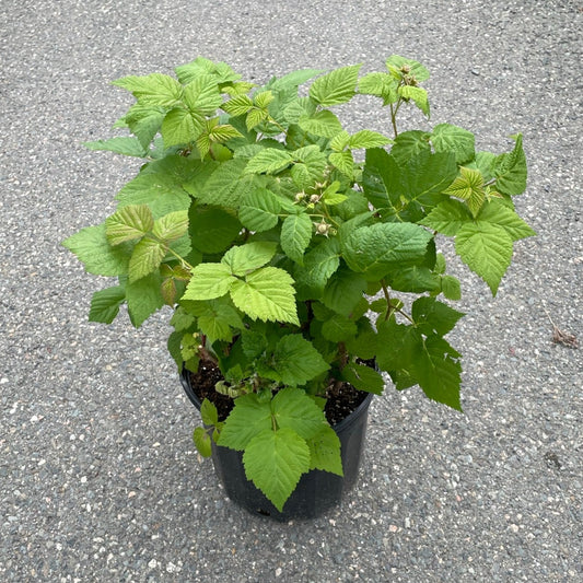 Raspberry Killarney 2 gal
