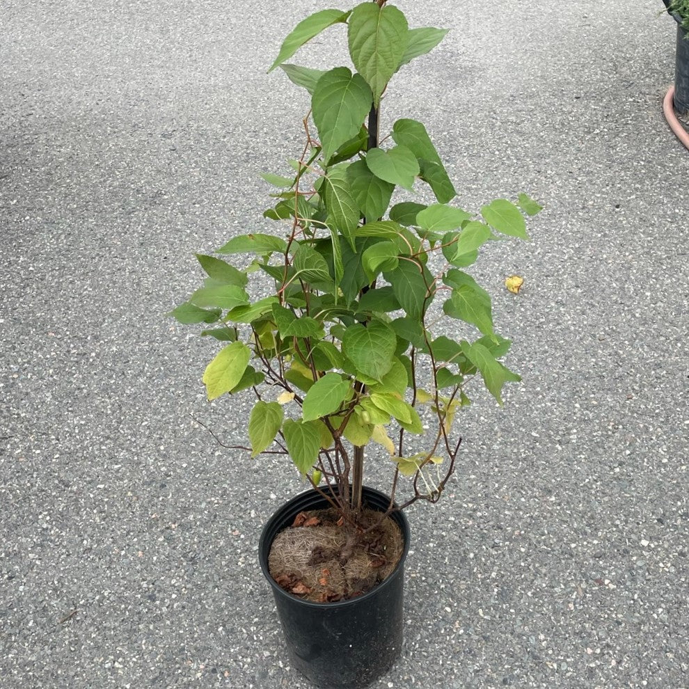 Kiwi 'September Sun'