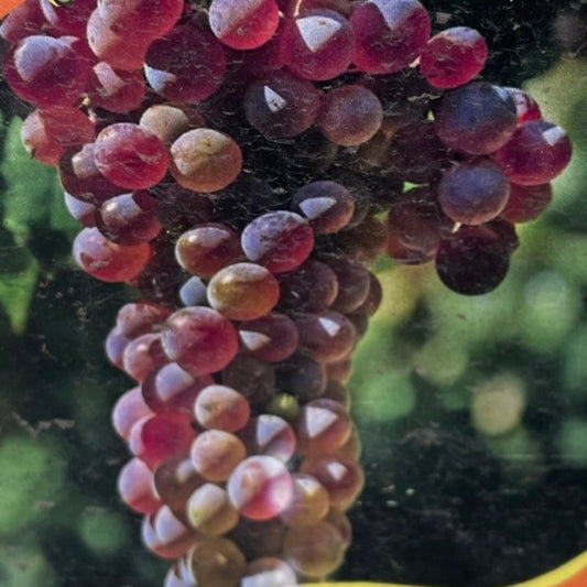 Grape 'Somerset'