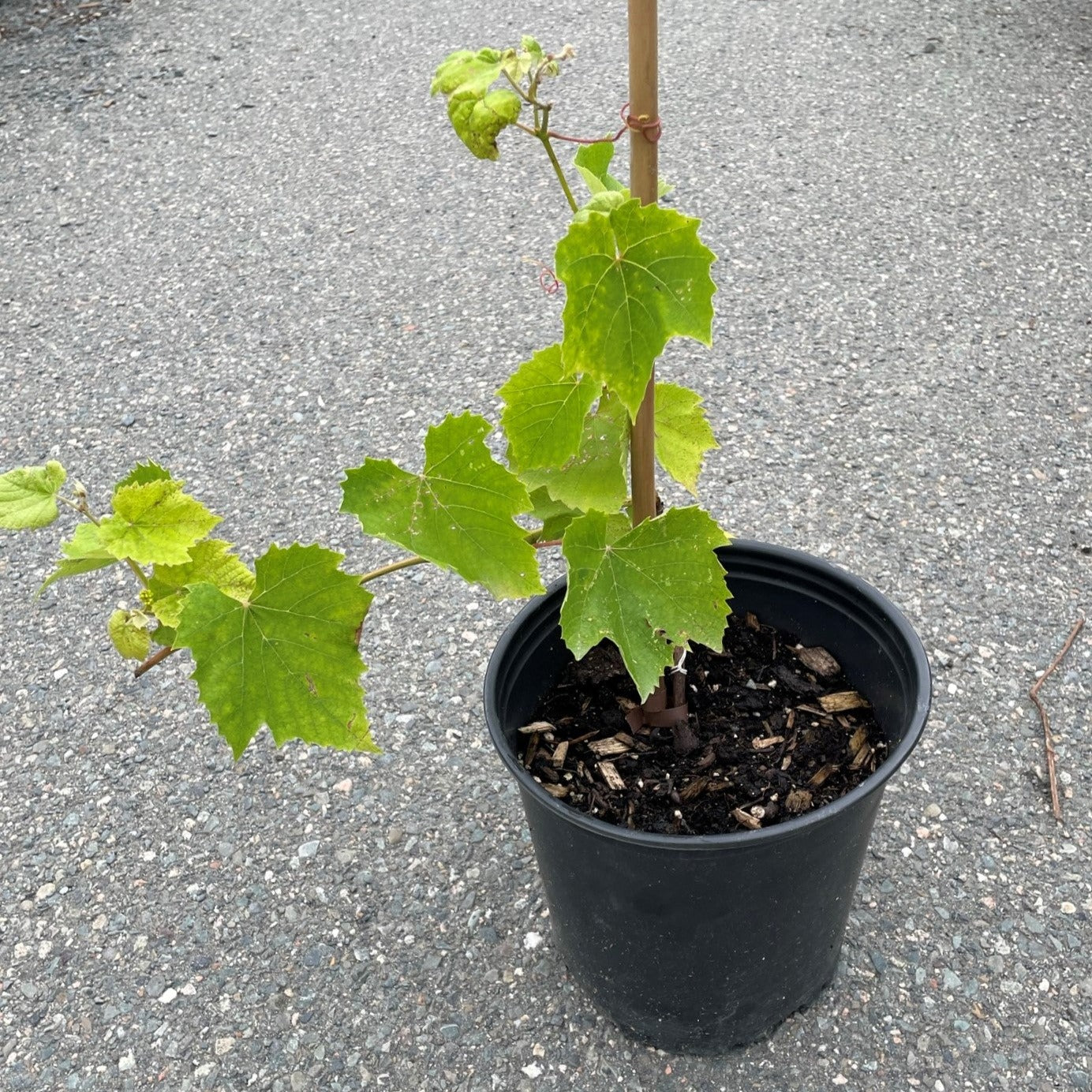 Grape 'Somerset'