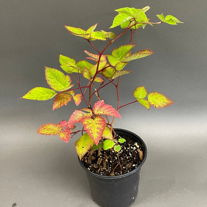 Blackberry 'Black Satin' Thornless