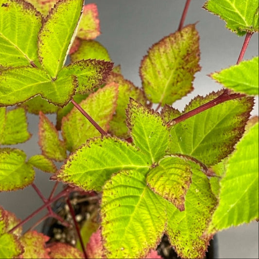 Blackberry 'Black Satin' Thornless