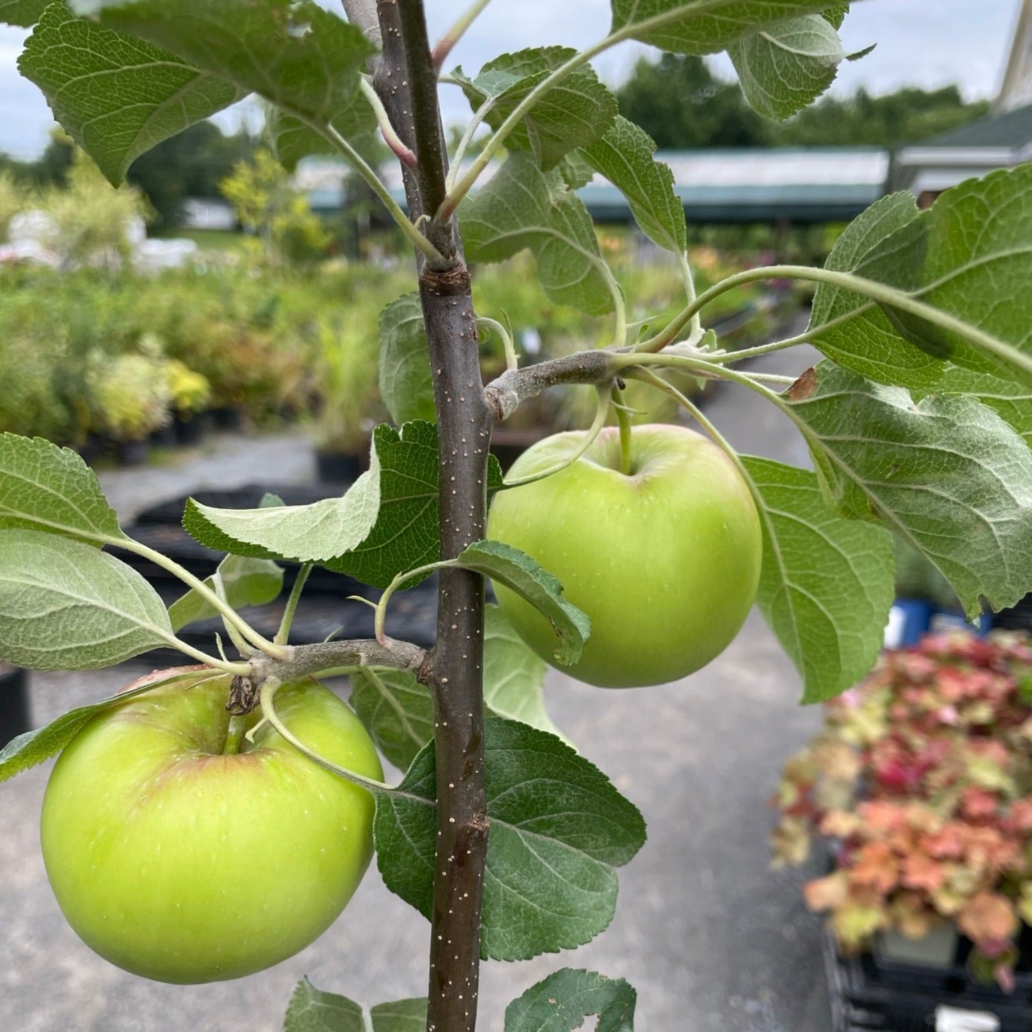 Apple 'Redfree'