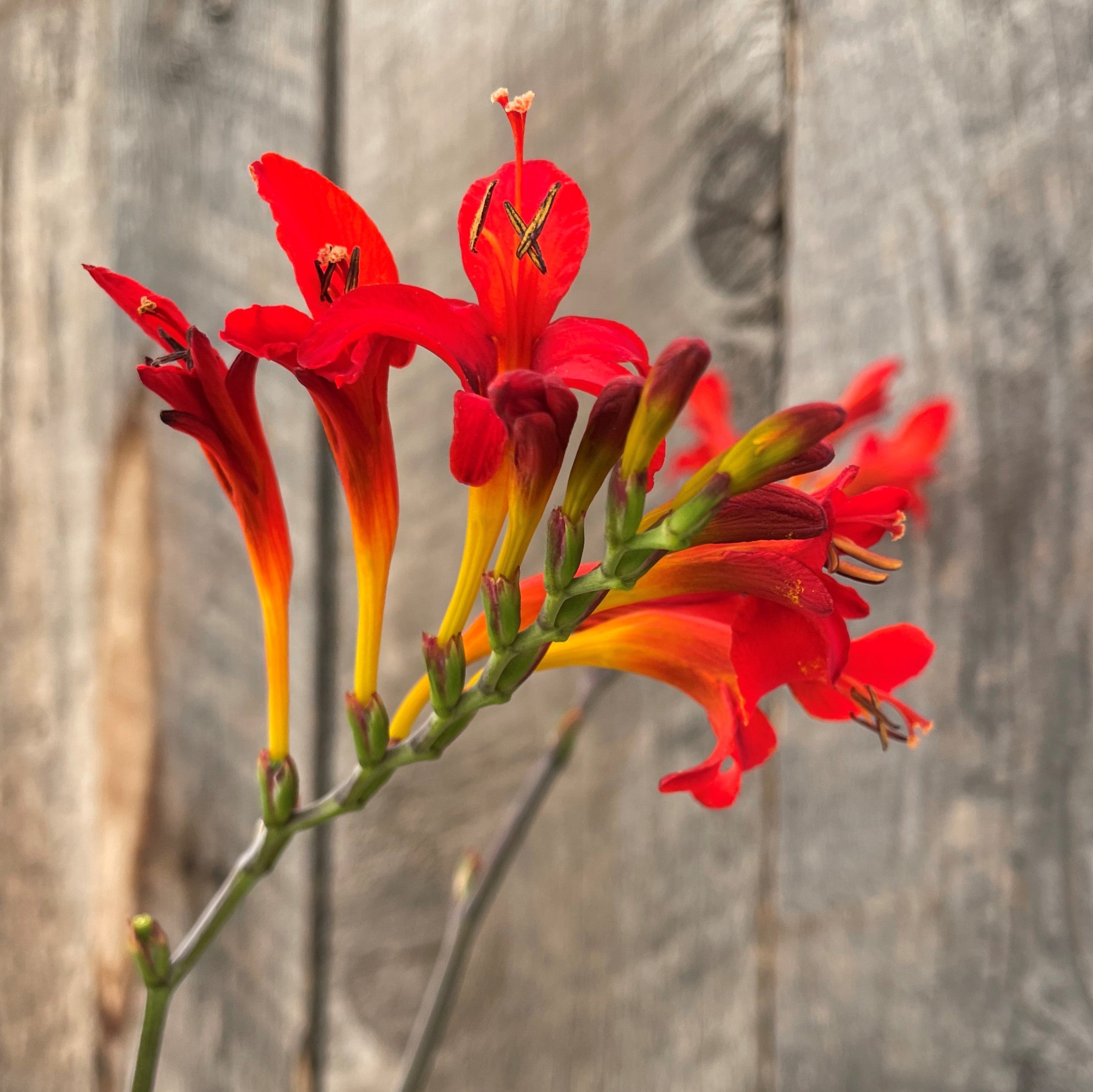 Montbretia