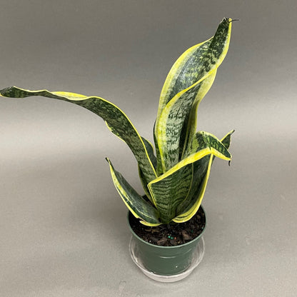 Snake Plant Futura 4" Pot