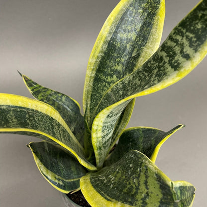 Snake Plant Futura 4" Pot