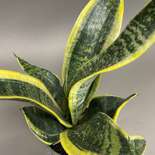 Snake Plant 'Futura'