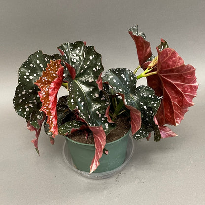 Begonia Angel Wing 'Crackling Rosie' 6" Pot